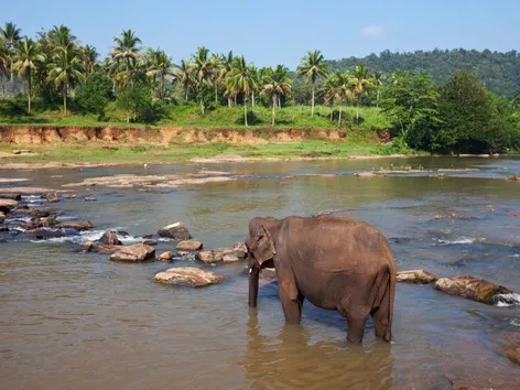 Sri Lanka altera regras de entrada em 2025: ETA do Sri Lanka já é obrigatória