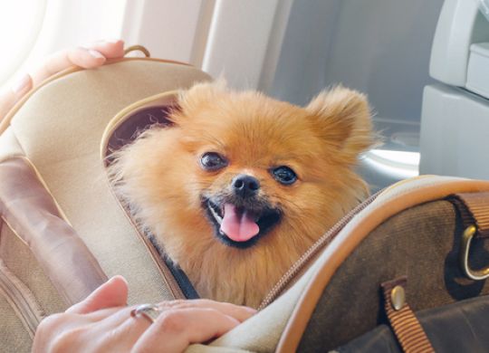 Traveling with your dog by plane: a detailed guide