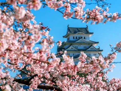 Cherry Blossom Season in Japan 2026: Dates, Locations, and Travel Tips