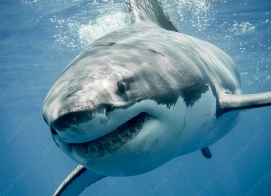 Los países más peligrosos por número de ataques de tiburón: una clasificación detallada