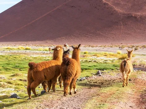 25 best places to travel in 2026 according to Lonely Planet: where to relax and what to see?