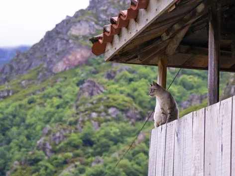 Bénévolat sur l'île grecque de Syros : s'occuper de chats avec hébergement gratuit en 2027