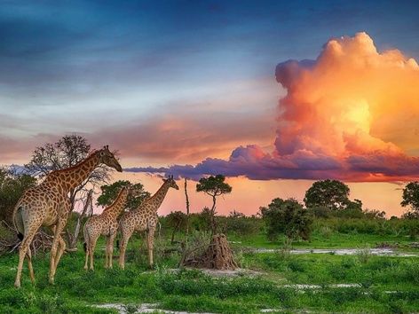 Traveling to Botswana: entry rules, visa, list of documents and useful tips