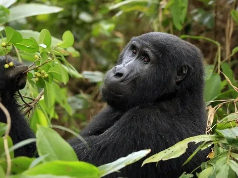 Top 10 Places for Wildlife Encounters: 2026 Ranking