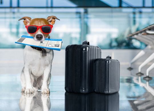 Rules for traveling with pets in 2024: Europe, USA and Canada
