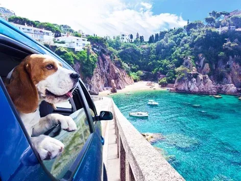 Rules and Tips for Travelling to Europe With Pets